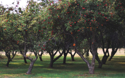 The Pros and Cons of Running an Apple Orchard
