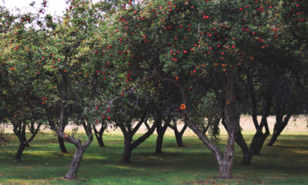 The Pros and Cons of Running an Apple Orchard