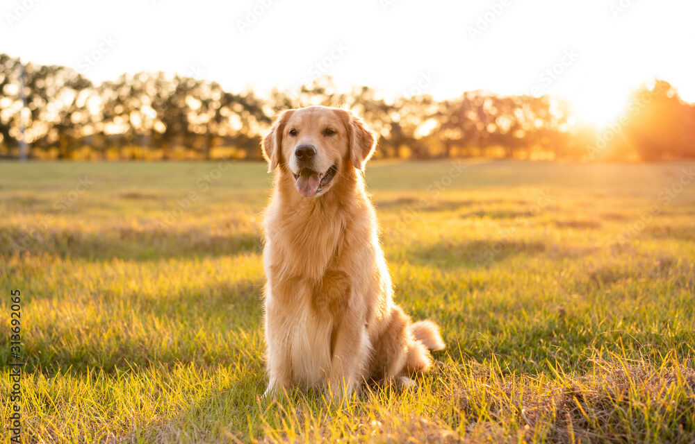 The Golden Gals Connecticut: Breeding Healthy Companions for Families