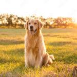 The Golden Gals Connecticut: Breeding Healthy Companions for Families