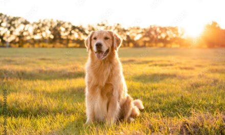 The Golden Gals Connecticut: Breeding Healthy Companions for Families